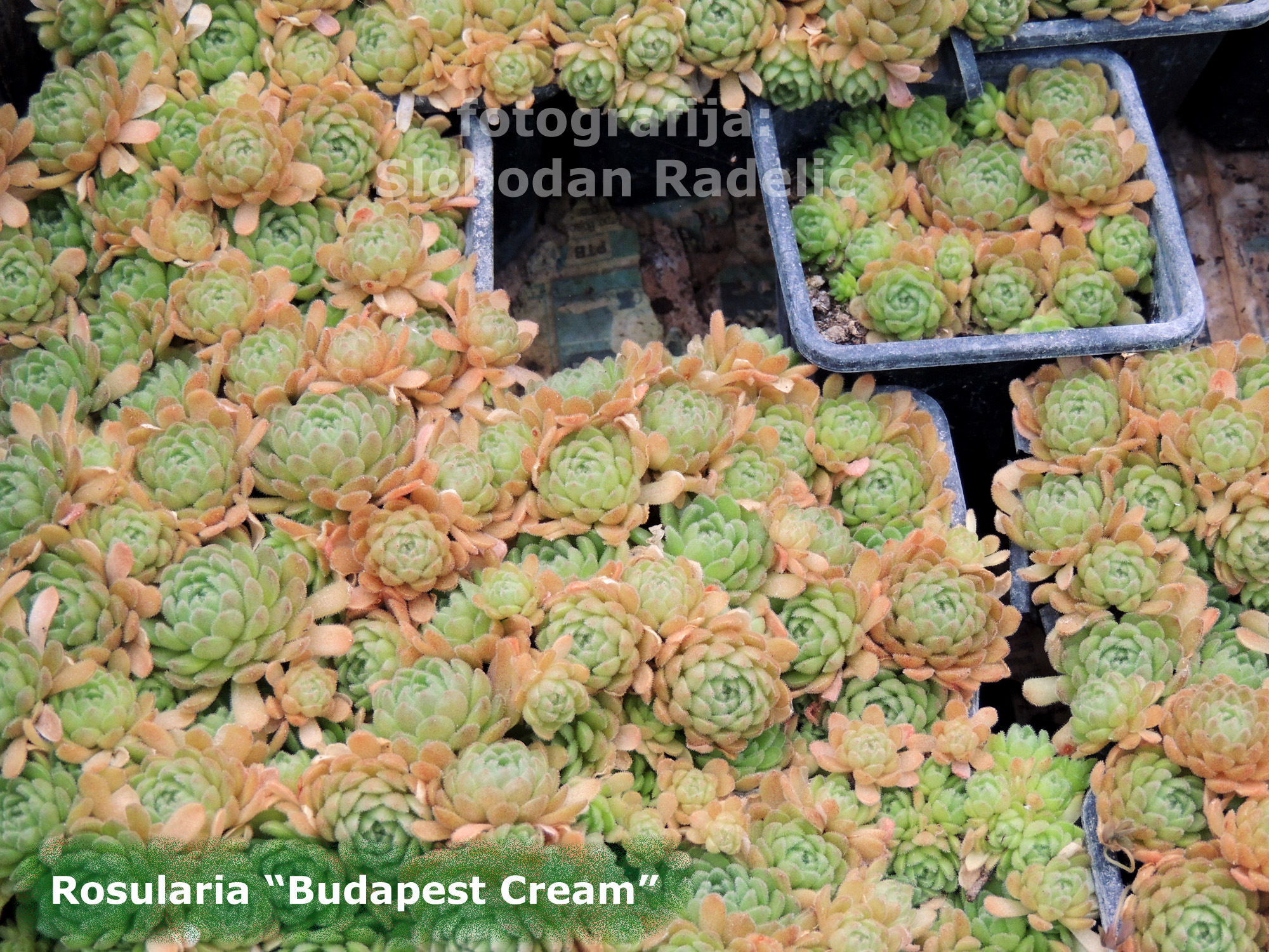 Rosularia "Budapest cream"